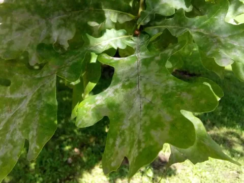 Powdery mildew