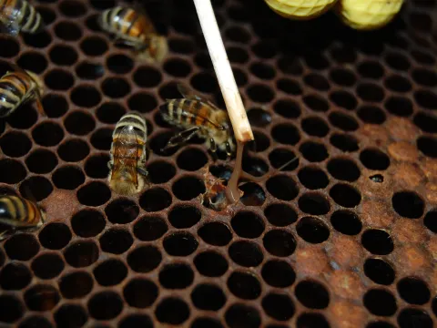 European foulbrood