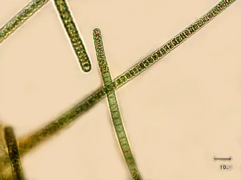 Oscillatoria princeps