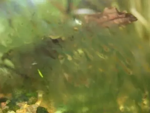 Oscillatoria