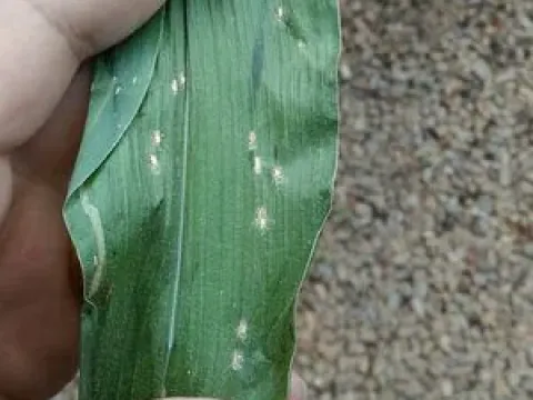 Tropical rust of maize