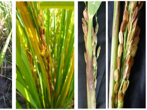 Rice sheath rot