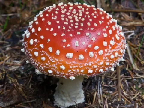 Аманитовые