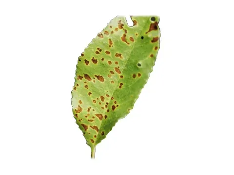 Ascomycotina diseases