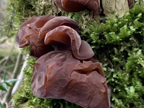 Auricularia