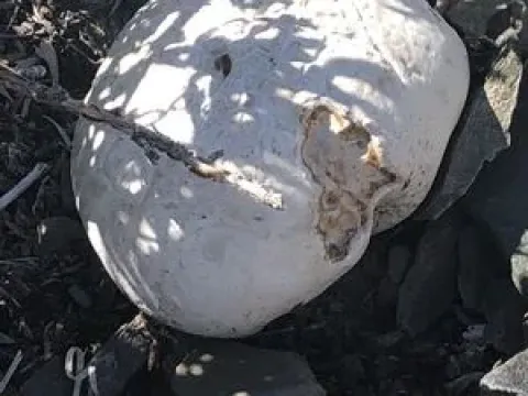Головач