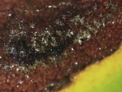 Nothopassalora