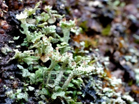 Cladonia