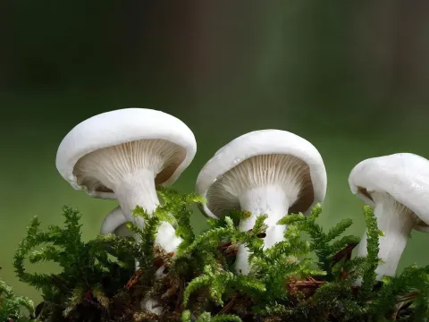 Clitopilus