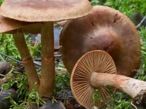 Cortinariaceae fungi
