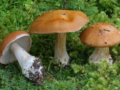 Cortinarius