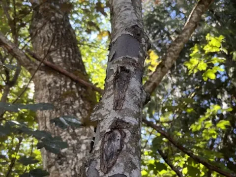 Sooty bark disease