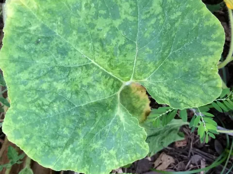 Кукумовіруси