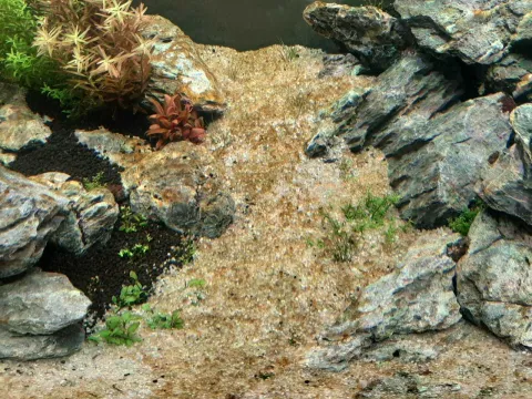 Cymbella algae