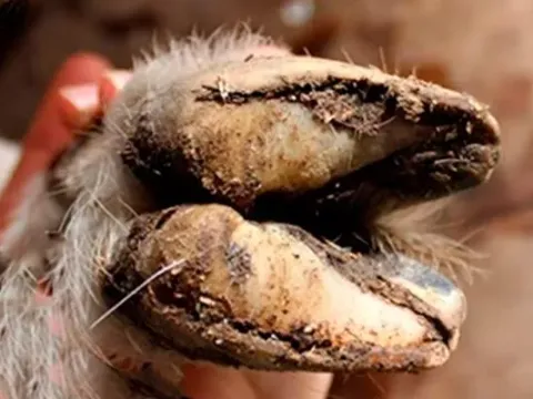 Foot rot