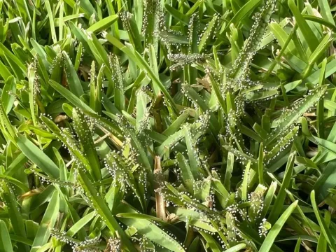 Dictyosteliaceae