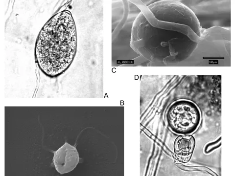 Ectrogellaceae