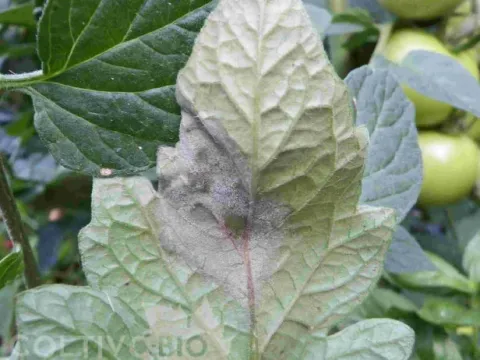 Tomato leaf mold