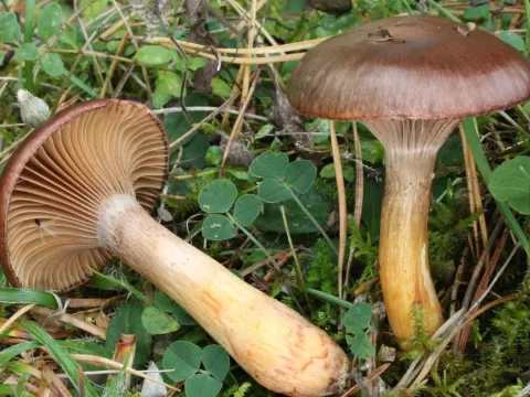 Gomphidiaceae