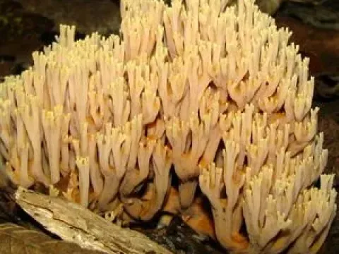 Gomphales fungi