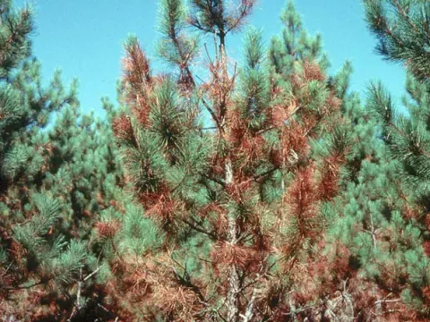 Ascocalyx
