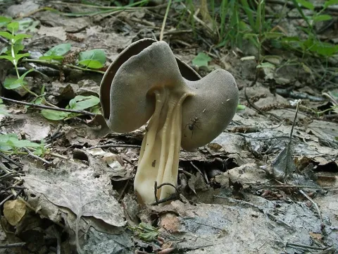 Helvella