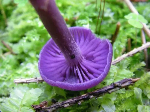 Laccaria