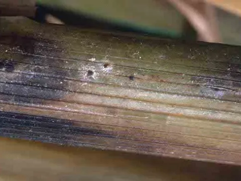 Stem rot of rice