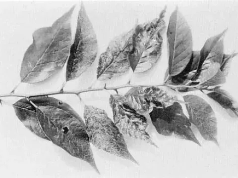Maclura mosaic virus