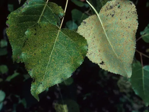 Melampsora rust