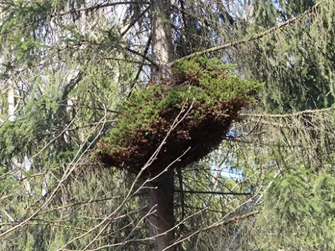 Відьмина мітла ялиці