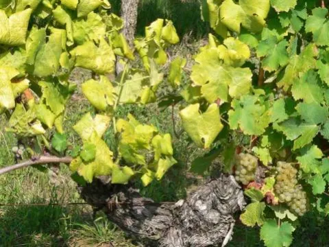 Phytoplasmosis