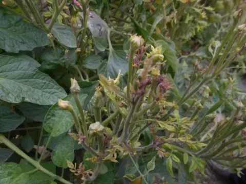 Phytoplasmosis