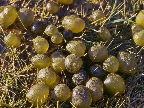 Nostocaceae