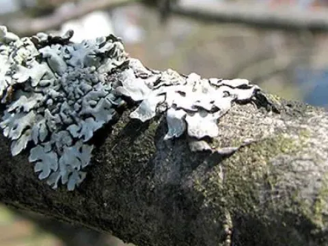 Parmeliaceae lichens