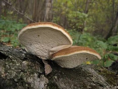 Birch polypore
