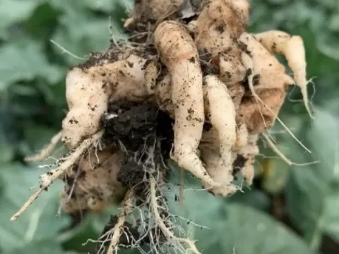 Clubroot