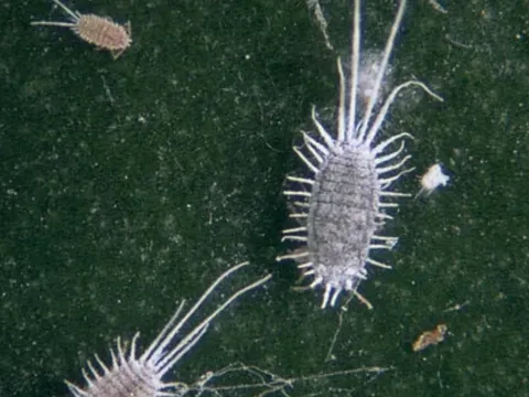 Paracoccus mealybug