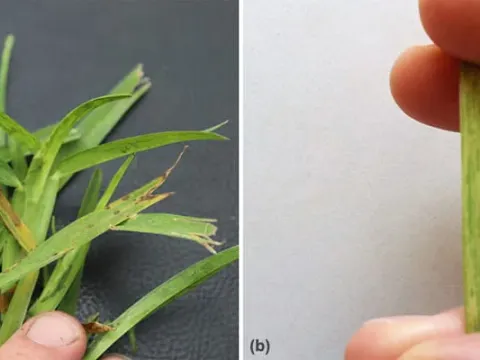 Ryegrass mosaic virus