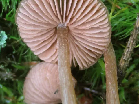 Entoloma
