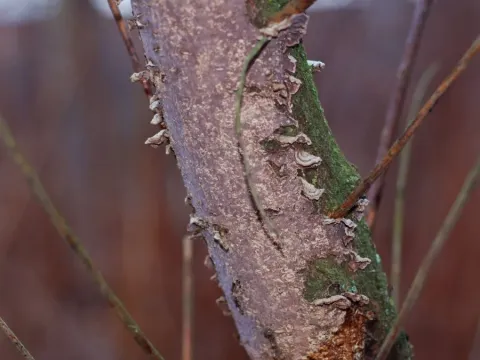 Кортицієві гриби