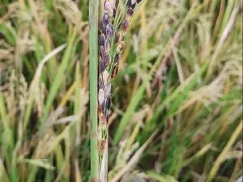 Rice sheath rot