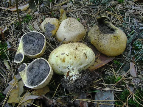 Pigskin poison puffball