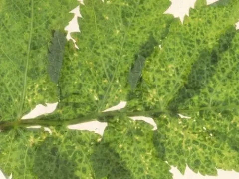 Anthriscus mosaic virus