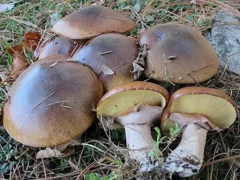 Маслюк