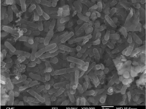Thiobacillus