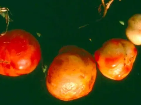 Tombusviridae
