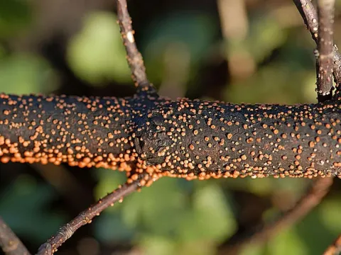 Leucostoma canker