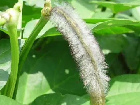 Zygomycosis