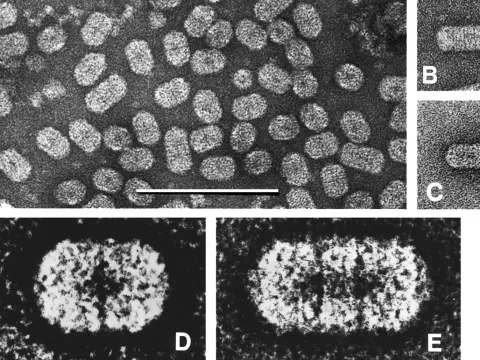 Ourmiavirus